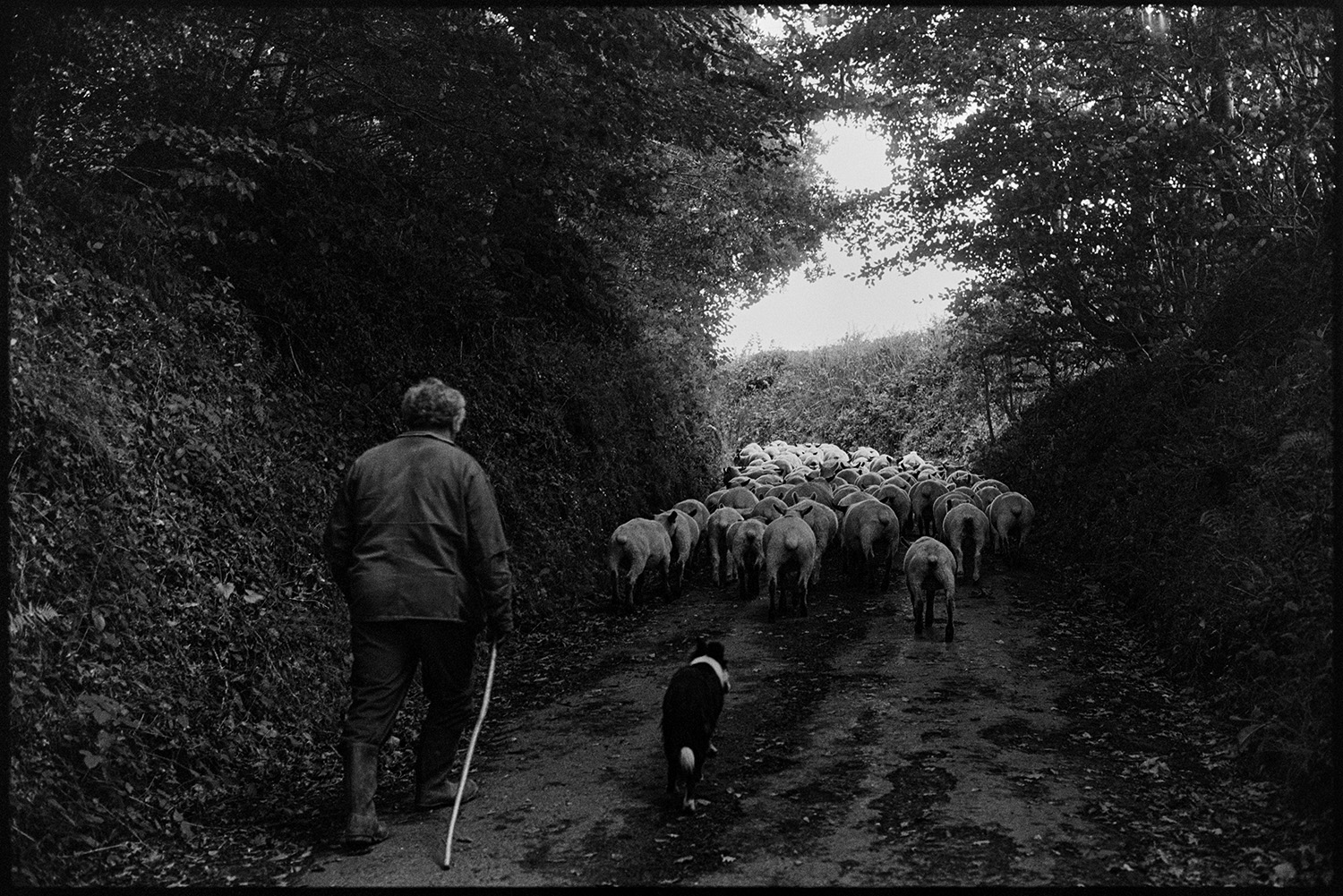 Farmer taking flock of sheep down lane. 
[John Squire and a dog herding a flock of sheep along a tree lined lane at Millhams, Dolton.]