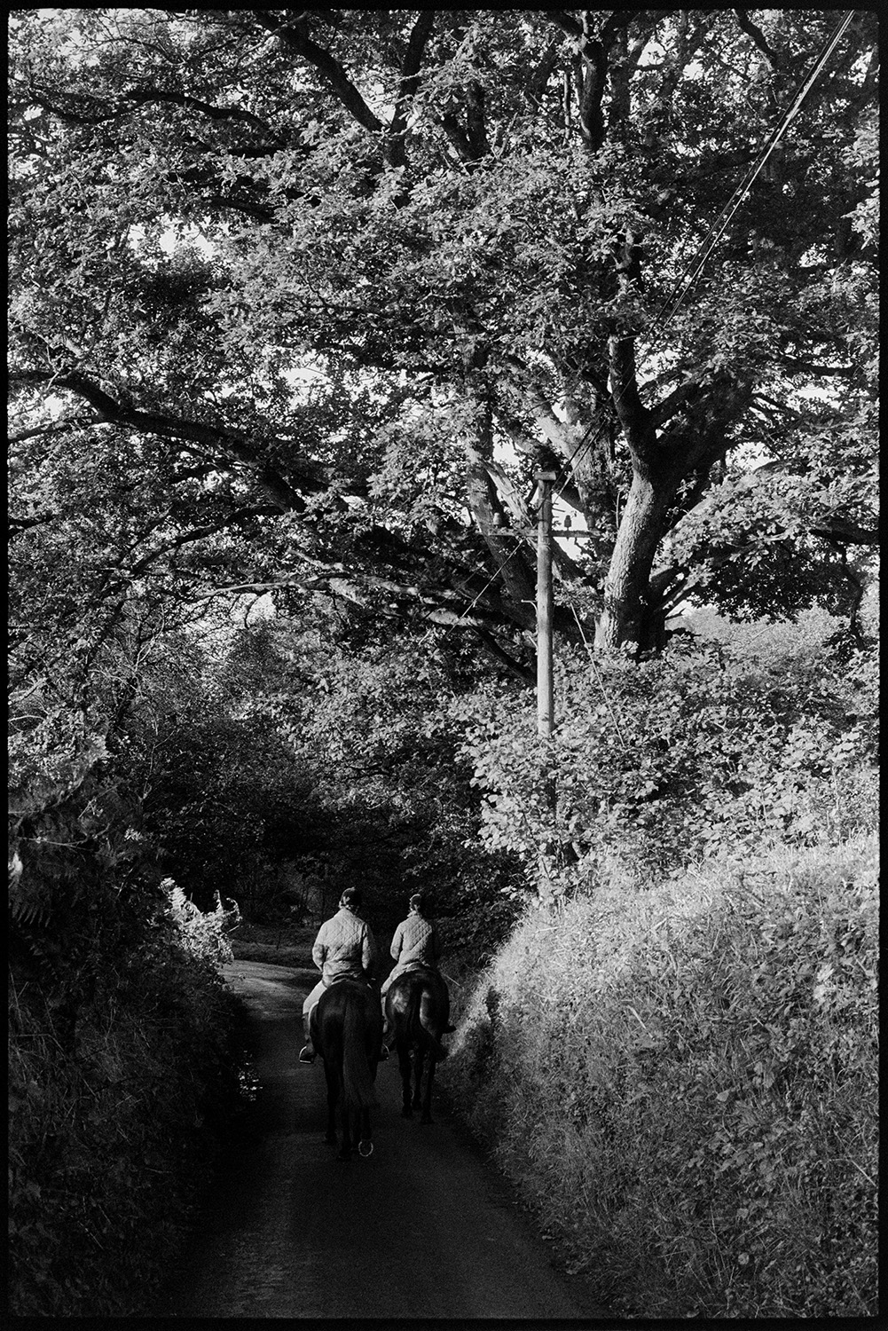 Two riders in lane under trees.
[Two horse riders riding along a narrow lane lined with a hedge and trees at Addisford, Dolton.]