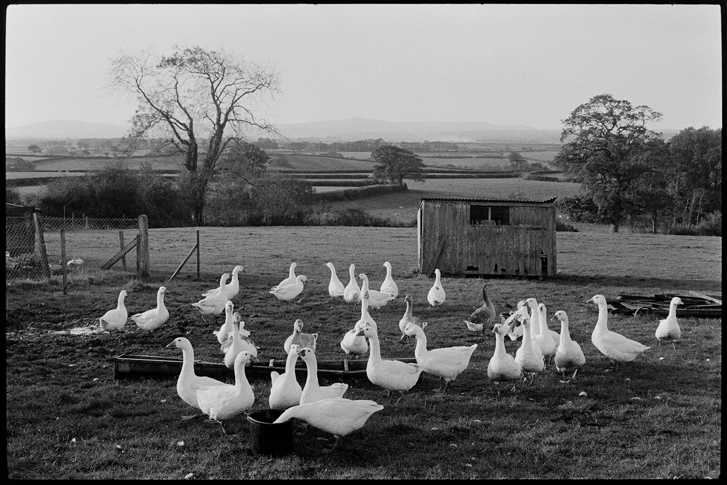 Flock of geese in field for Christmas!
[A flock of geese feeding from a trough in a field at Ingleigh Green, with a wooden shed and a view of surrounding countryside in the background.]