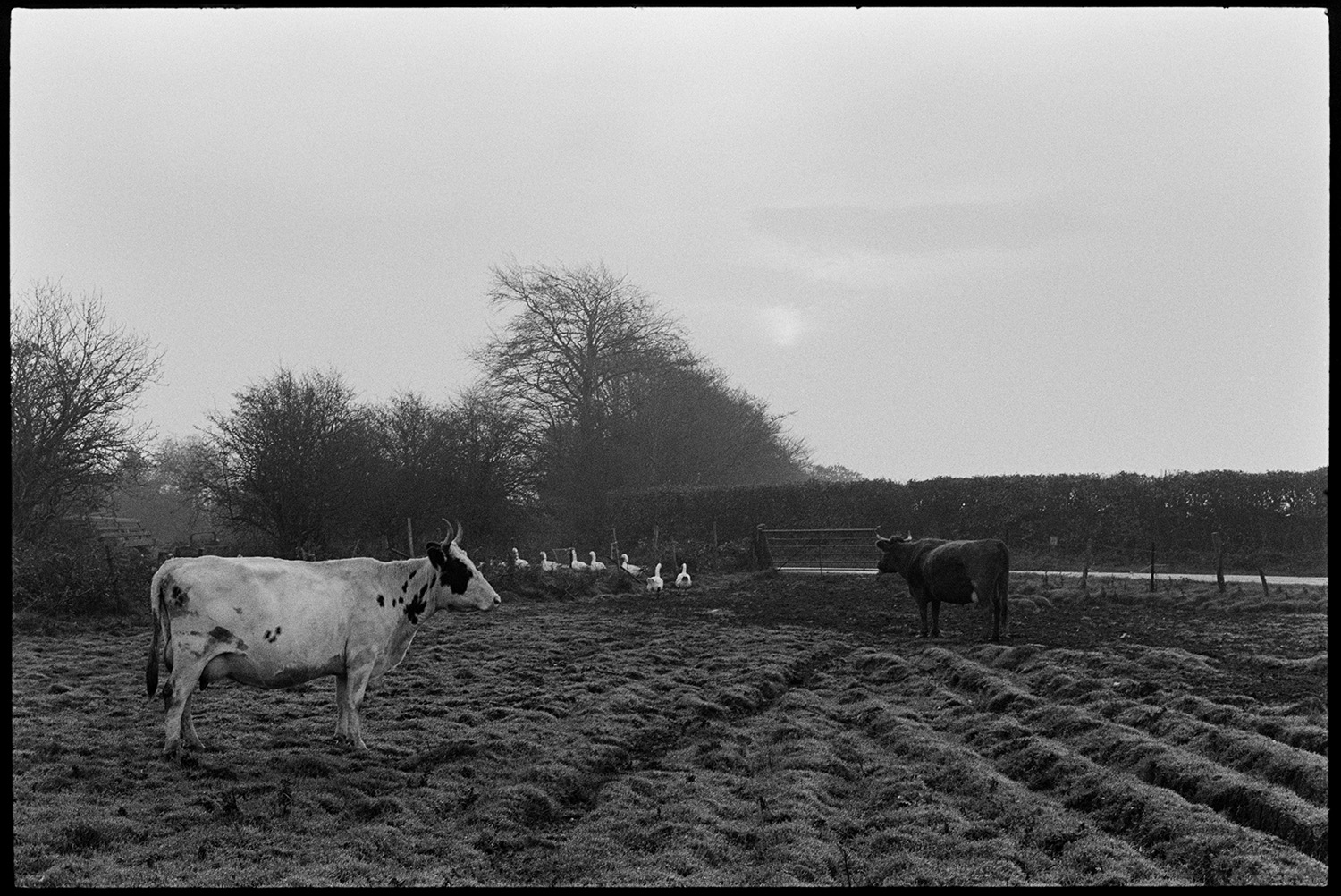 Cows, goats, geese at farm.
[Two horned cows and flock of geese in a rutted field at Cuppers Piece, Beaford, with a road and a line of trees in the background.]
