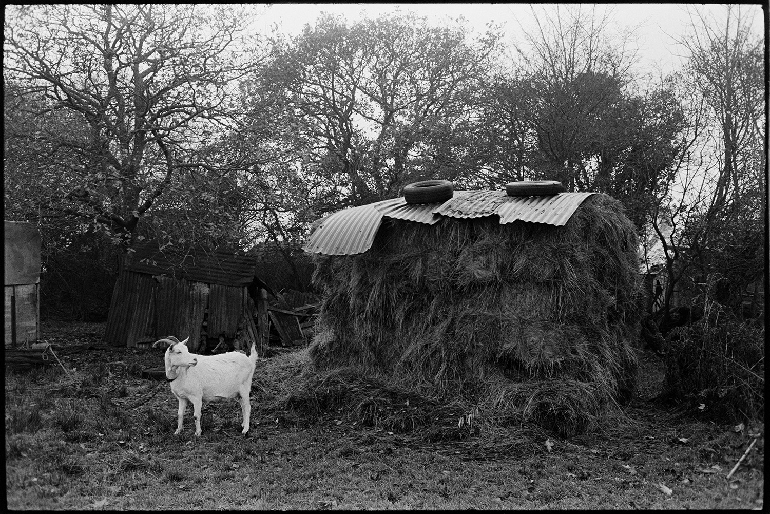 Cows, goats, geese at farm.
[A tethered goat standing beside a hay stack covered with sheets of corrugated iron and rubber tyres at Cuppers Piece, Beaford. Trees and a corrugated iron shed can be seen in the background.]