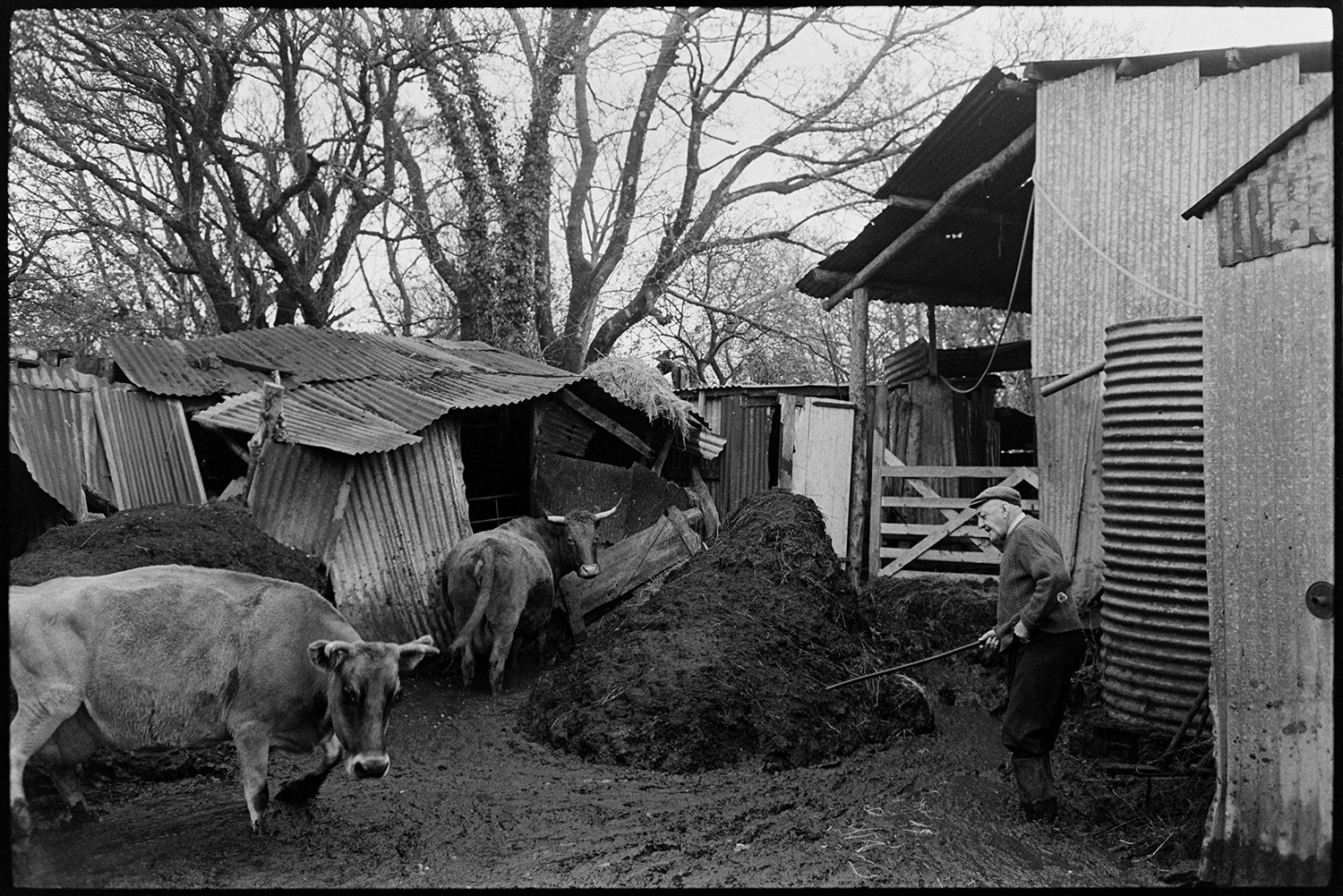 Cows in muddy yard, collapsing corrugated iron sheds and barn. 
[Cyril Bennett and two horned cows in a muddy farmyard with a dung heap and collapsing corrugated iron sheds, at Cuppers Piece, Beaford.]