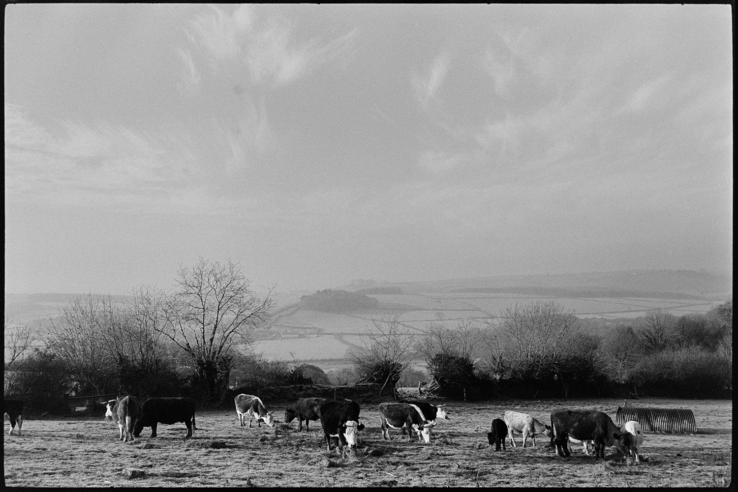 Frosty landscape with cattle early light, clouds. 
[Cattle grazing in a frosty field in Dolton in the early morning. A misty landscape of fields, trees and hedgerows can be seen in the background.]