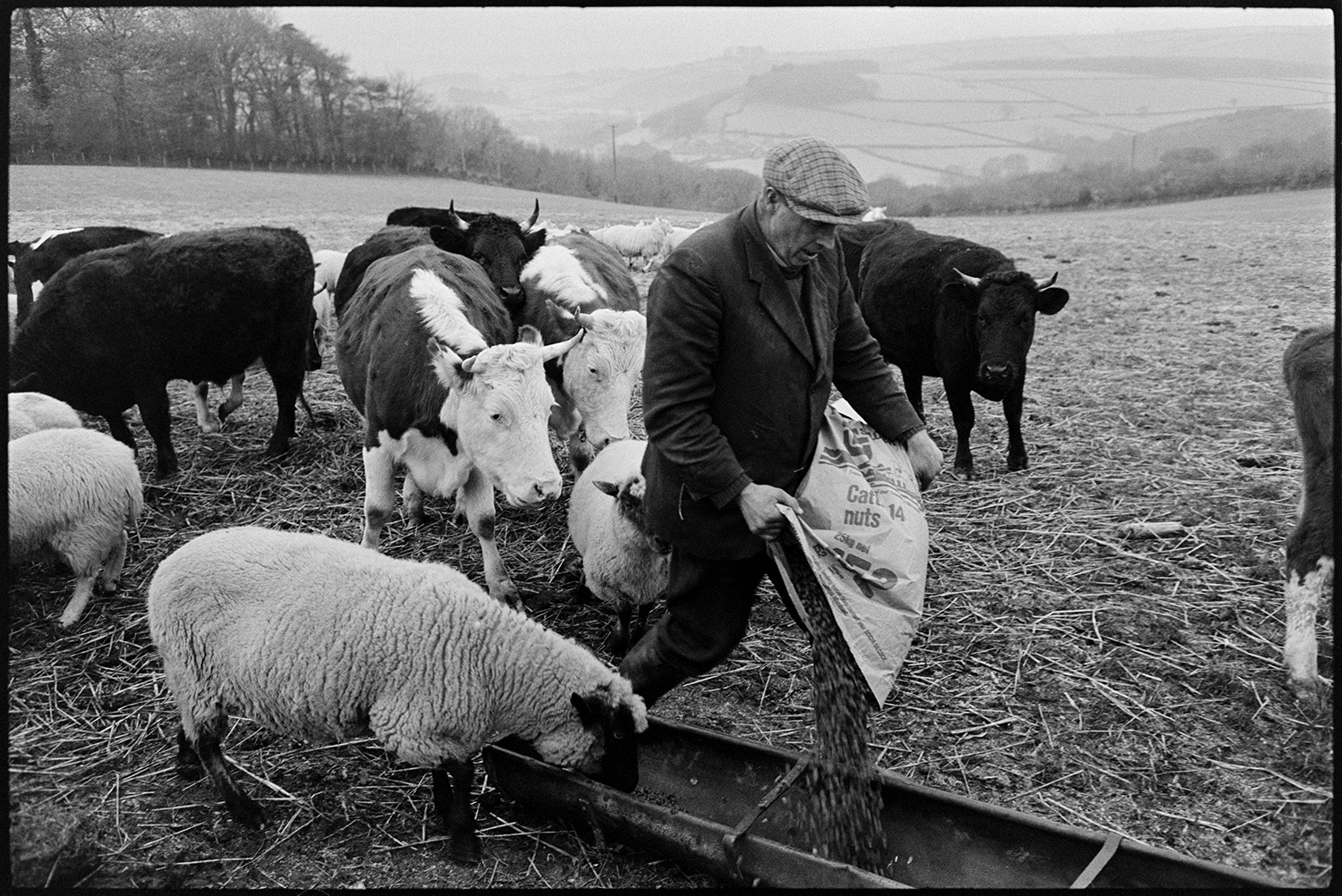 Farmer feeding sheep and cattle. 
[George Ayre filling a trough with feed for sheep and cattle in a field at Ashwell, Dolton.]