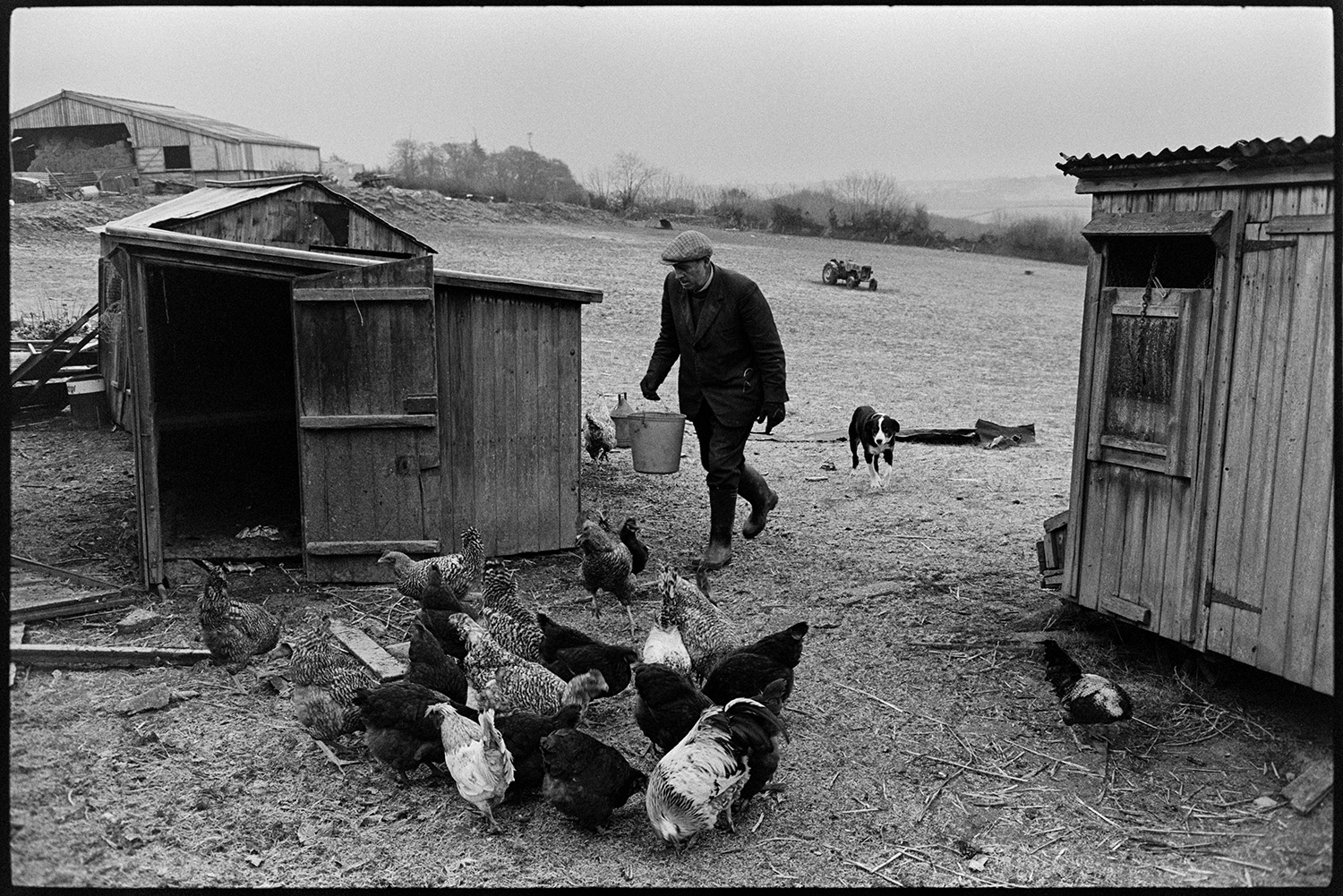 Farmer feeding chickens, frosty morning, chicken coup. 
[George Ayre feeding chickens in a field at Ashwell, Dolton on a frosty morning. A dog is with him. Wooden chicken coops can be seen in the field, as well as a barn and tractor in the background.]