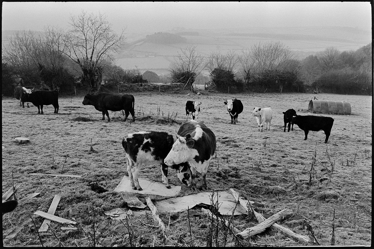 Cattle and sheep, frosty morning.
[Cattle standing in a field at Ashwell, Dolton on a frosty morning. Some are standing on scrap pieces of timber. Misty hills are visible in the distance.]