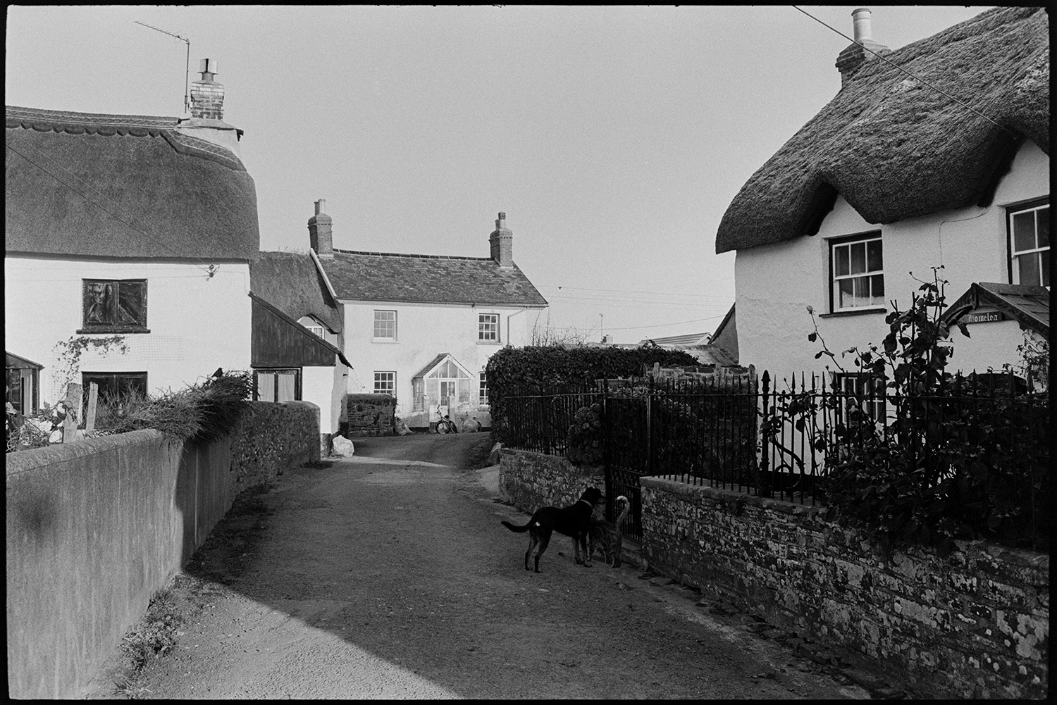 Street scene, lens test?
[Street scene with a dog and cat outside a thatched cottage at Dolton.]
