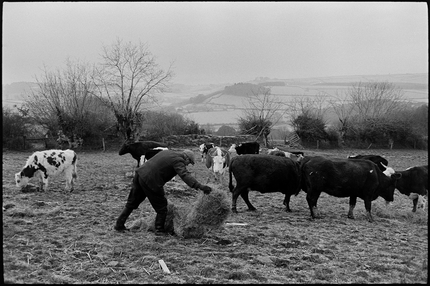 Farmer feeding hay to cattle.
[George Ayre spreading out hay for cattle in a field at Ashwell, Dolton. Misty hills are visible in the distance.]