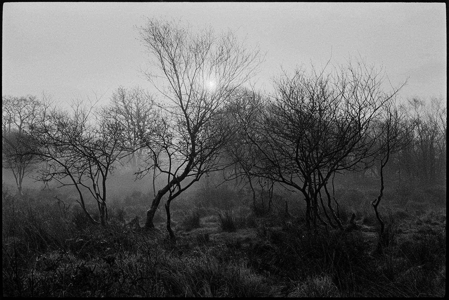 Moor, early sun through trees.
[Silhouetted trees on a misty morning on Hollocombe Moor.]