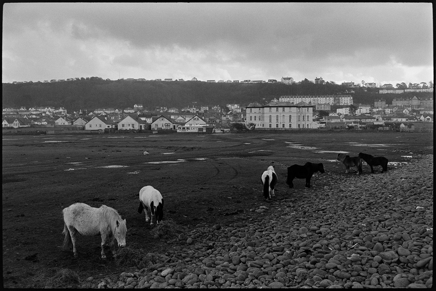 People walking beside stormy sea, leaning on the wind.
[Ponies grazing on the edge of the pebble ridge on Northam Burrows. Views of Westward Ho! Can be seen in the background.]
