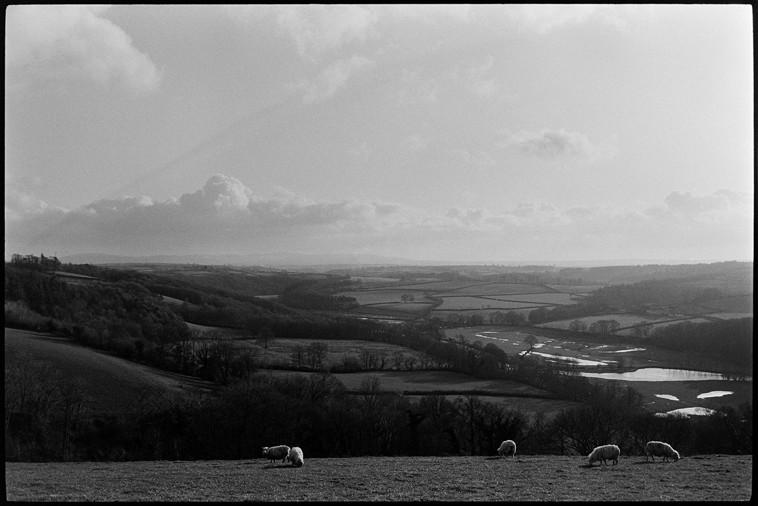 Landscape with river floods.
[Sheep grazing in a field above the River Torridge at Harepath, Beaford.  Wooded hillsides and flooded fields are visible in the valley below.]