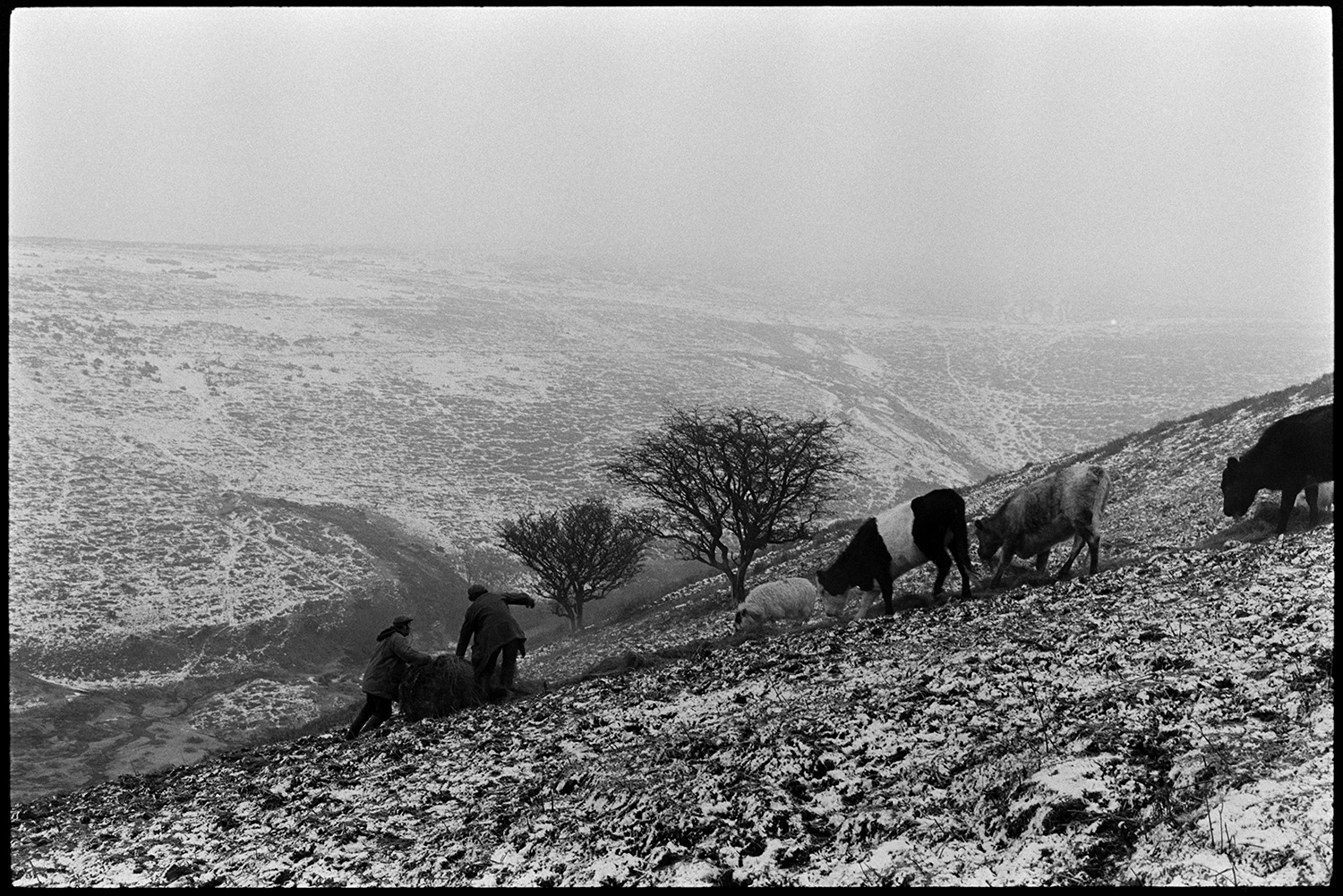 Snow. Farmers feeding cattle on moor, photographer taking pictures.
[Two farmers spreading hay on a steep snowy hillside, to feed sheep and cattle, near Chagford, Dartmoor.]