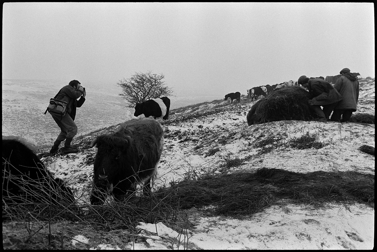 Snow. Farmers feeding cattle on moor, photographer taking pictures.
[Chris Chapman photographing two farmers spreading hay on a steep snowy hillside to feed cattle near Chagford, Dartmoor.]