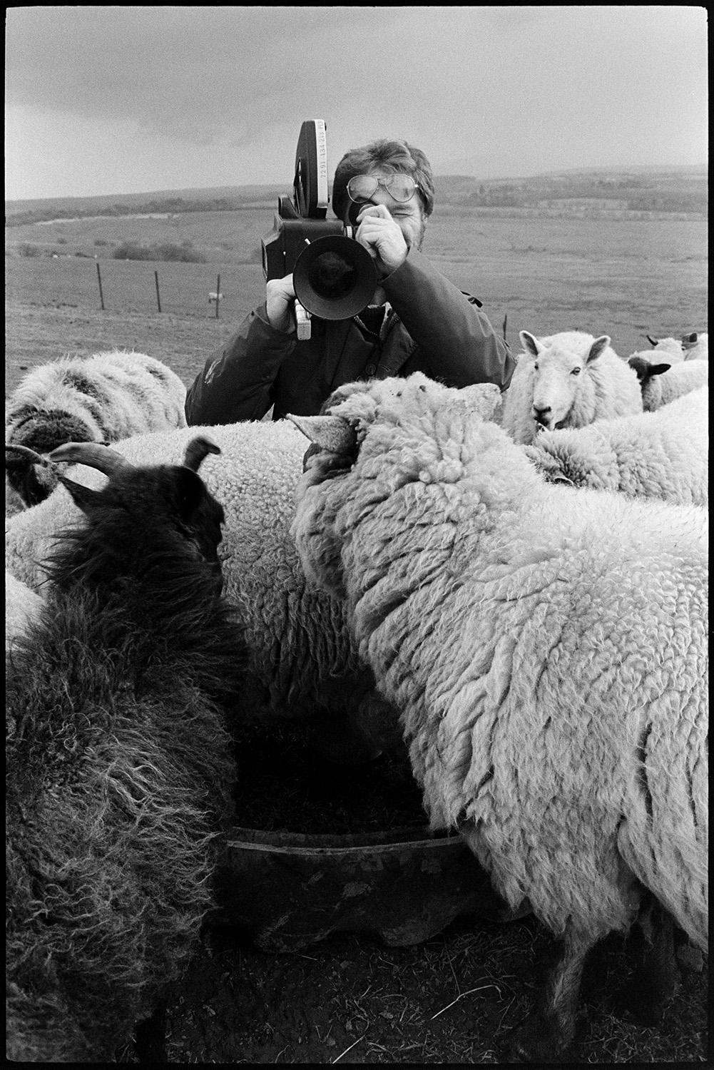 Television crew filming the photographer working on moor.
[Malcolm Baldwin filming sheep in a field at Hatherleigh Moor. Distant fields and hills are visible in the background.]