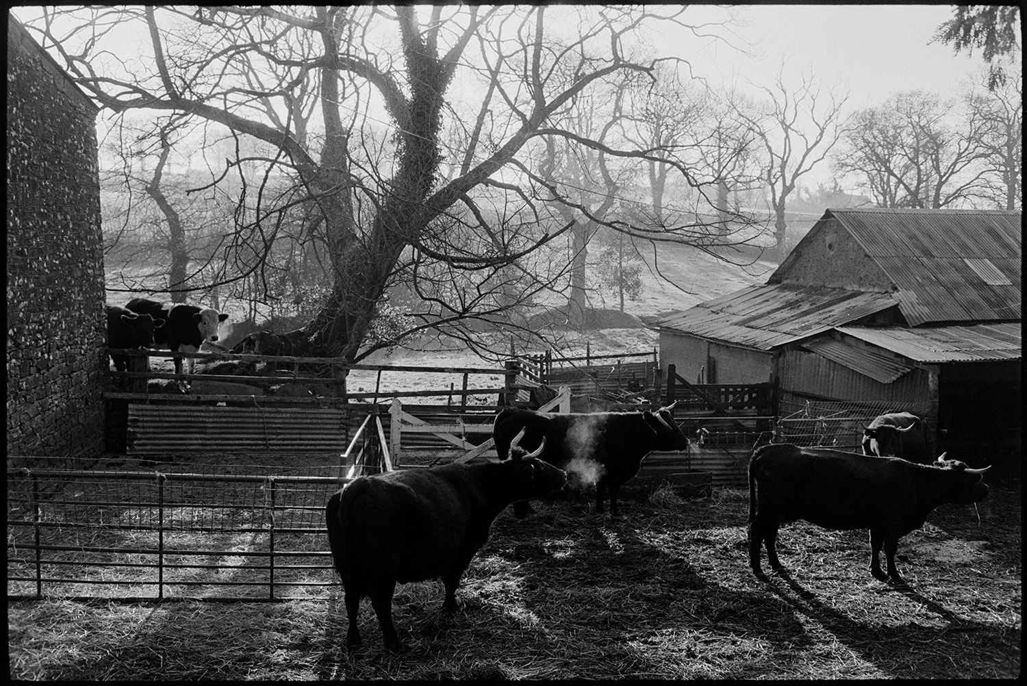 Cattle in frosty field and yard. Devon Reds with horns.
[Horned Red Devon cattle standing in the farmyard with light shining though trees at Lower Langham, Dolton on a sunny, frosty morning. Barns with corrugated iron roof scan also be seen in the farmyard.]
