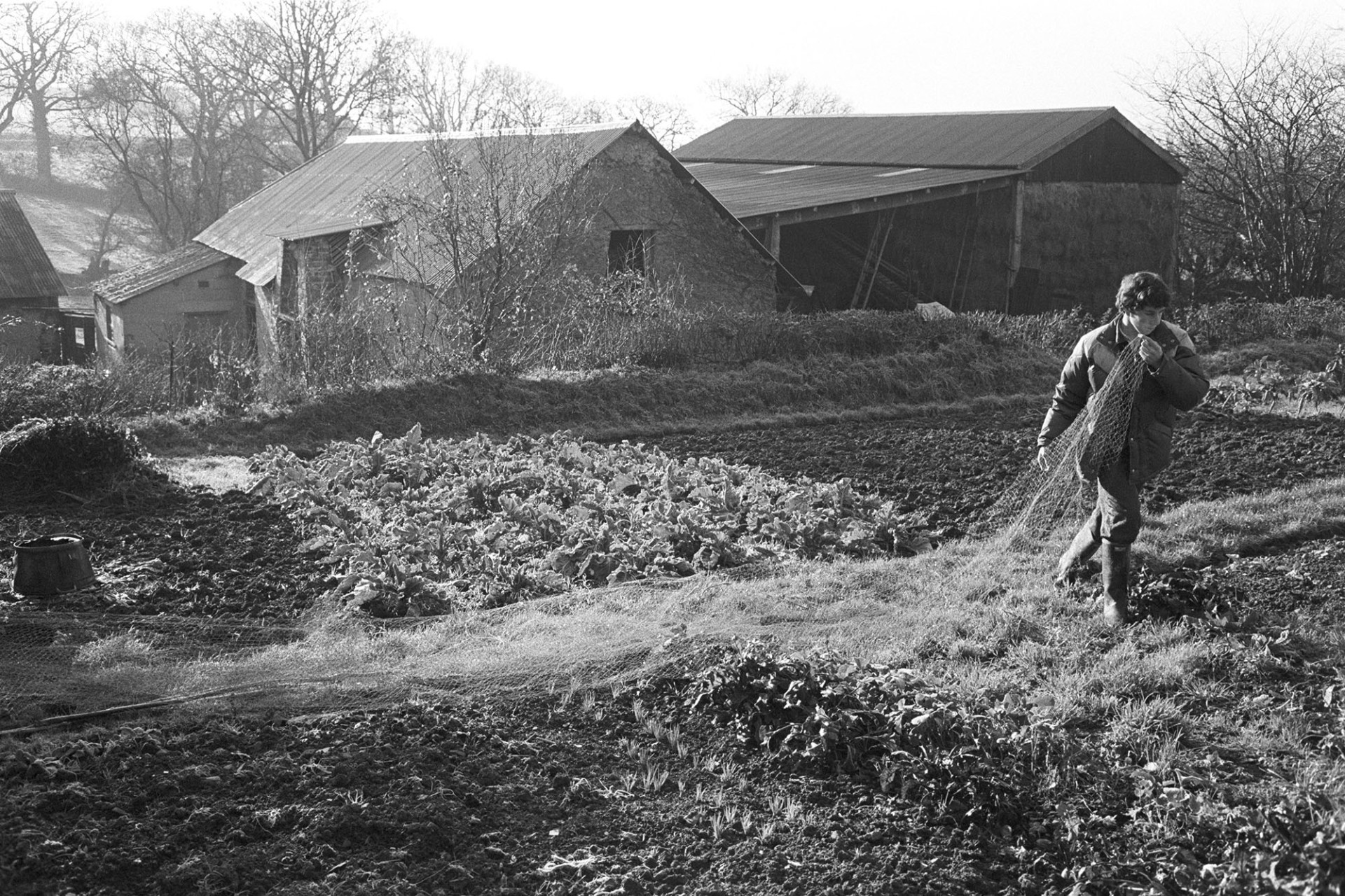Farmer putting nets over vegetables to keep birds off. Barns behind.
[A man netting cabbage plants in a garden at Lower Langham, Dolton, to protect them from birds.  Barns and farm buildings are visible in the background.]