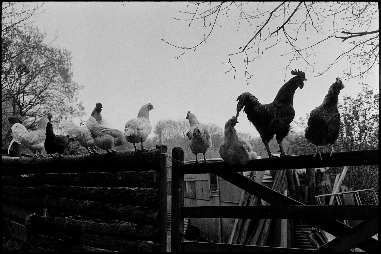 Chickens sitting on gate, cockerel crowing.
[A row of chickens and a cockerel sitting on a fence and gate at Millhams,  Dolton. An old caravan, sheets of corrugated iron and timber can be seen through the gateway.]
