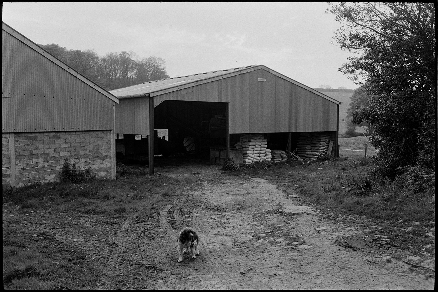 Modern barn with tractor.
[A dog standing in a muddy farmyard in front of a corrugated iron barn. Sacks can be seen stacked in the barn.]