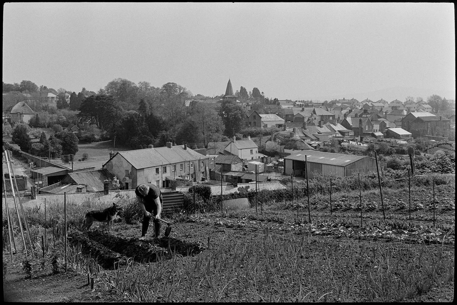 Comparison with old photo. Man gardening with town in background.
[A man, with his dog, working in a garden on a hillside above North Tawton. He is using a mattock to break up the ground. A view of the town buildings and church is visible in the background.]