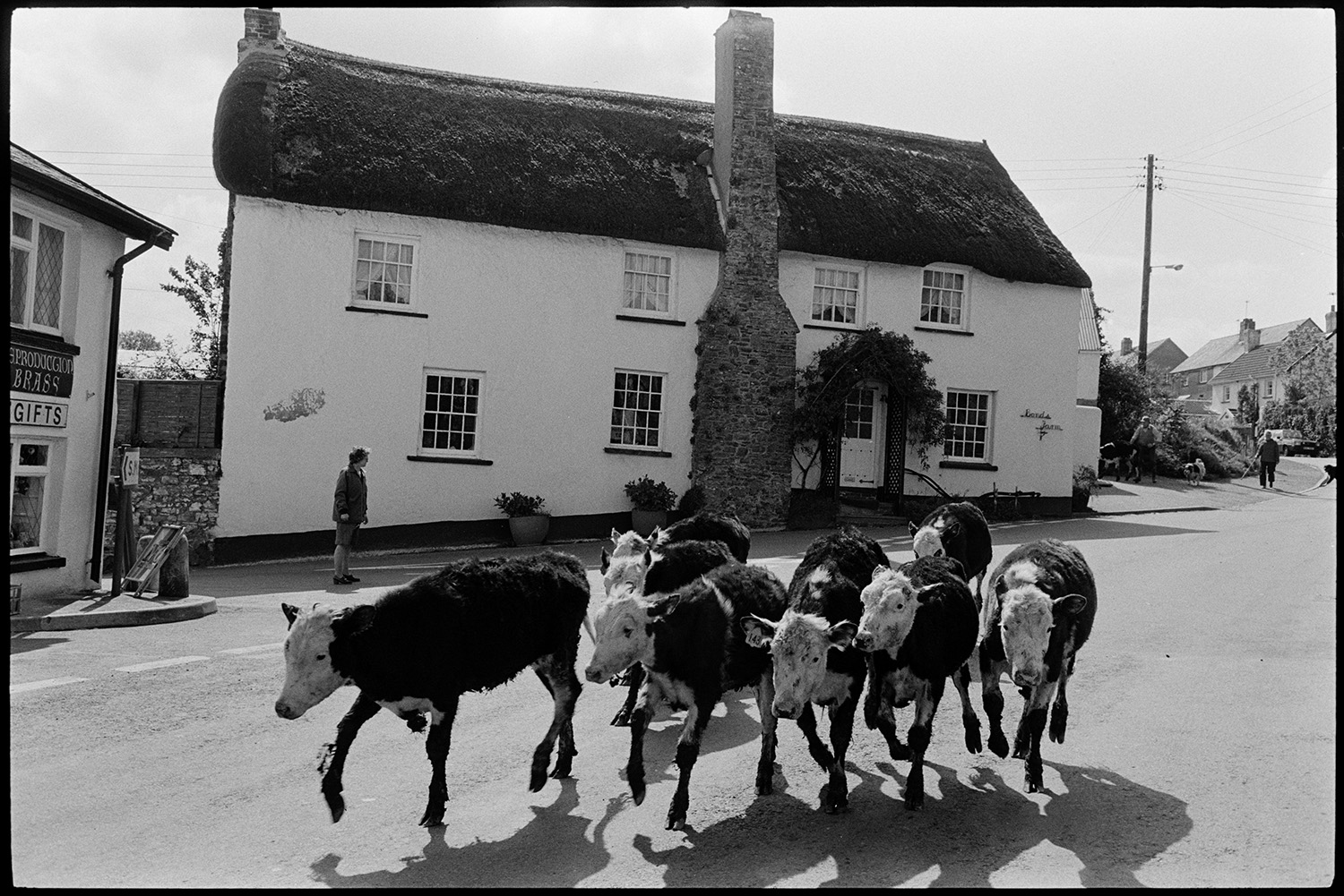Cows going through village milk stand under tree.
[Young cattle being driven down a street past the thatched farmhouse of Bonds Farm in Atherington. A stone chimney is running up the middle of the farmhouse building.]