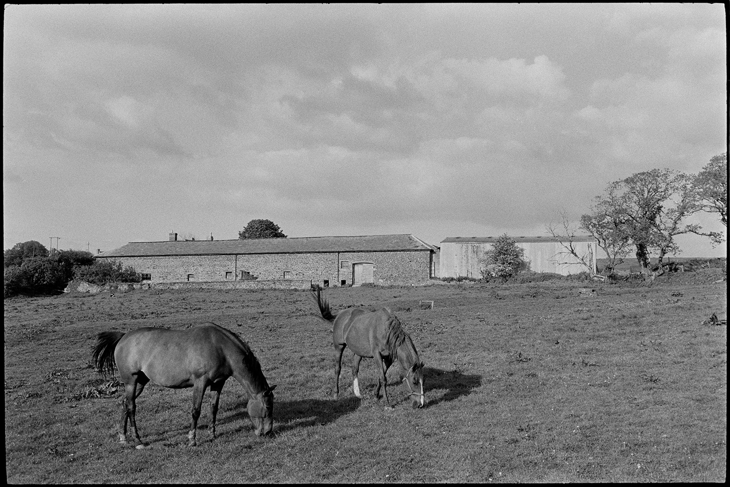 Scenes around village, comparison shots with old photos.
[Two horses in a field at High Bickington. Barns and farm building are visible in the background.]
