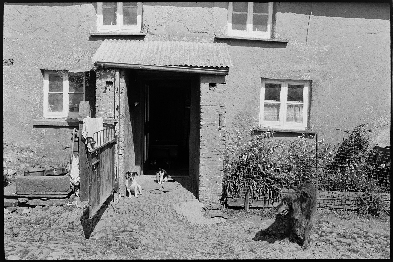 Front of farm with porch, cobbled yard, dog and cats. Now modernised.
[A terrier dog and a cat sitting in a sunny porch with a corrugated iron roof and an open door at Mount Pleasant, Beamsworthy.  Another dog is stood on a cobbled path by flower beds outside the farmhouse.]