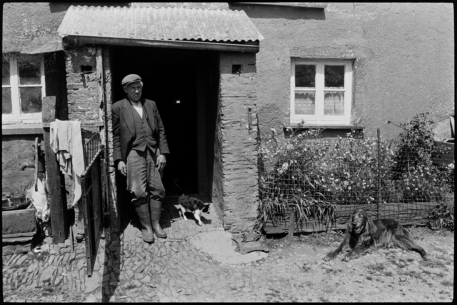 Farmer standing at front door porch and cobbles.
[Wilfie Spiers and a cat standing in the porch at his farmhouse at Mount Pleasant, Beamsworthy. A dog is lying on cobbles by a flower bed outside the farmhouse.]