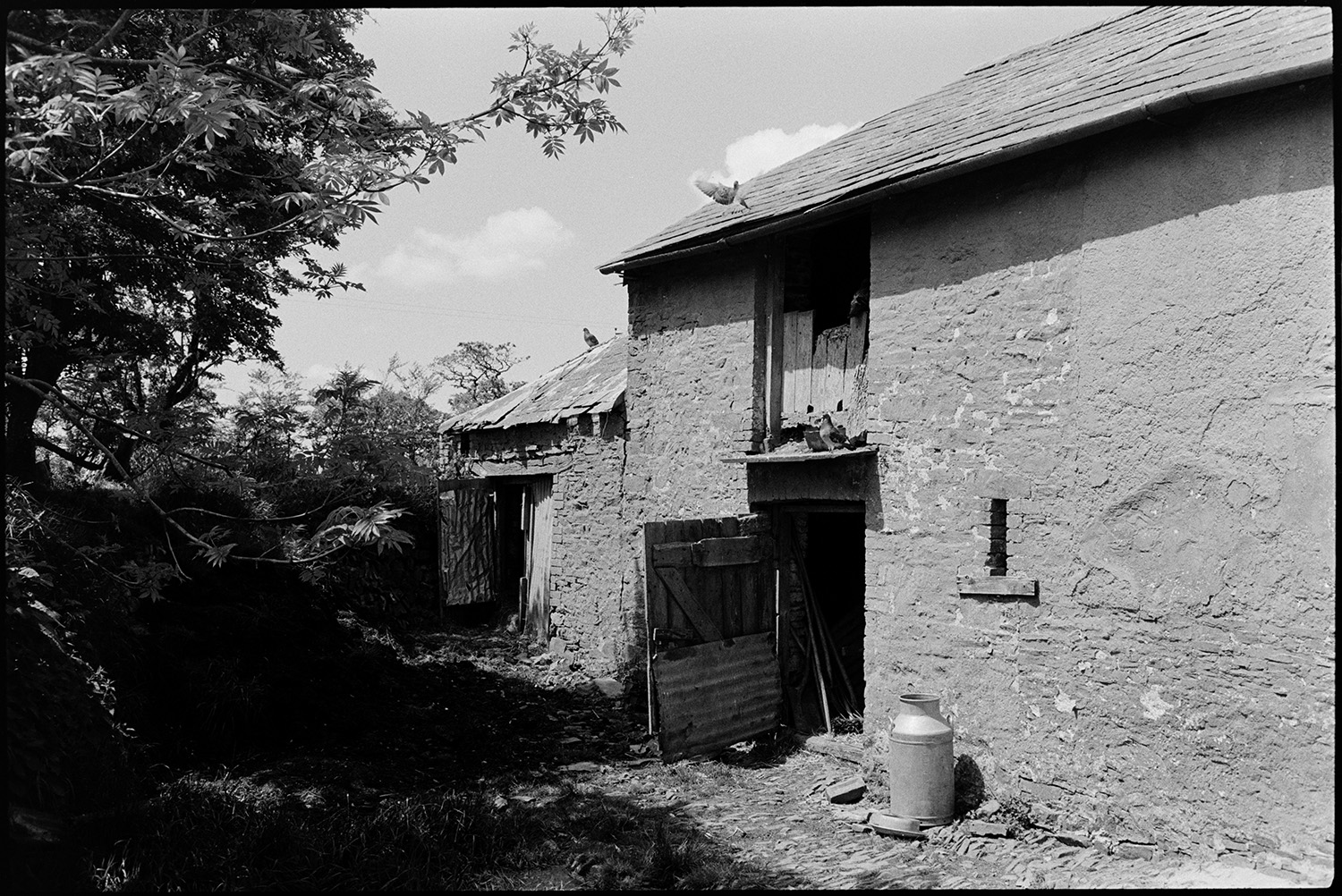Farmyard with cobbles, barn and corrugated iron shed, bath as water trough.
[Birds sitting on a barn with open doors and a tallet at Mount Pleasant, Beamsworthy. A milk churn is outside the barn doorway.]