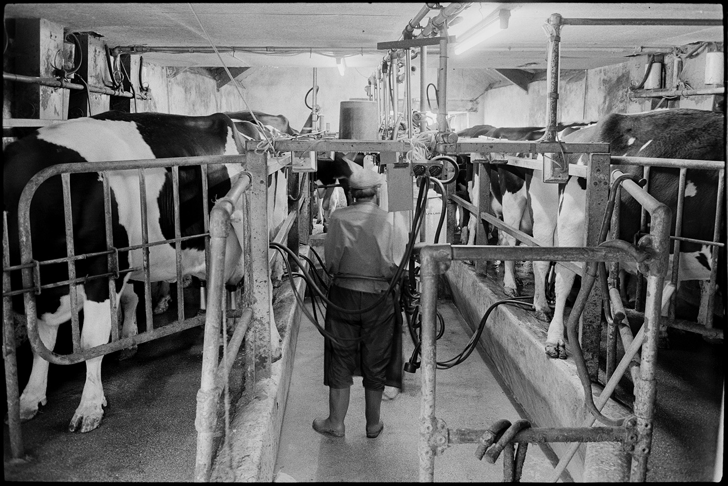 Milking parlour and farmer.
[Mr Lock working milking machinery in the milking parlour at Cleave Farm, Dolton, to milk a dairy herd.]