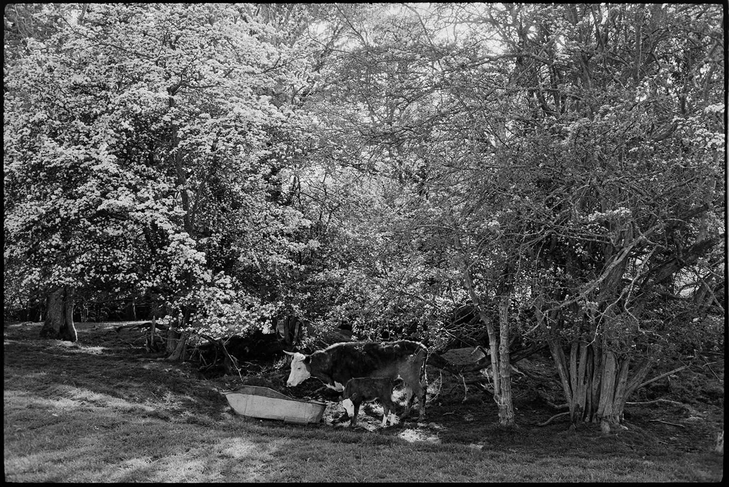 Cow and calf under trees.<br />
[Cow and calf standing next to a tin bath, which is being used as a trough, underneath sun dappled trees at Ashwell, Dolton.]