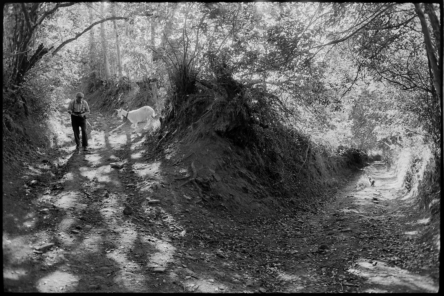 Farmer tethering goats.<br />
[George Ayre leading a goat on a tether along a sunlit tree lined sunken lane, at Millhams, Dolton. A cat is visible further along the lane.]