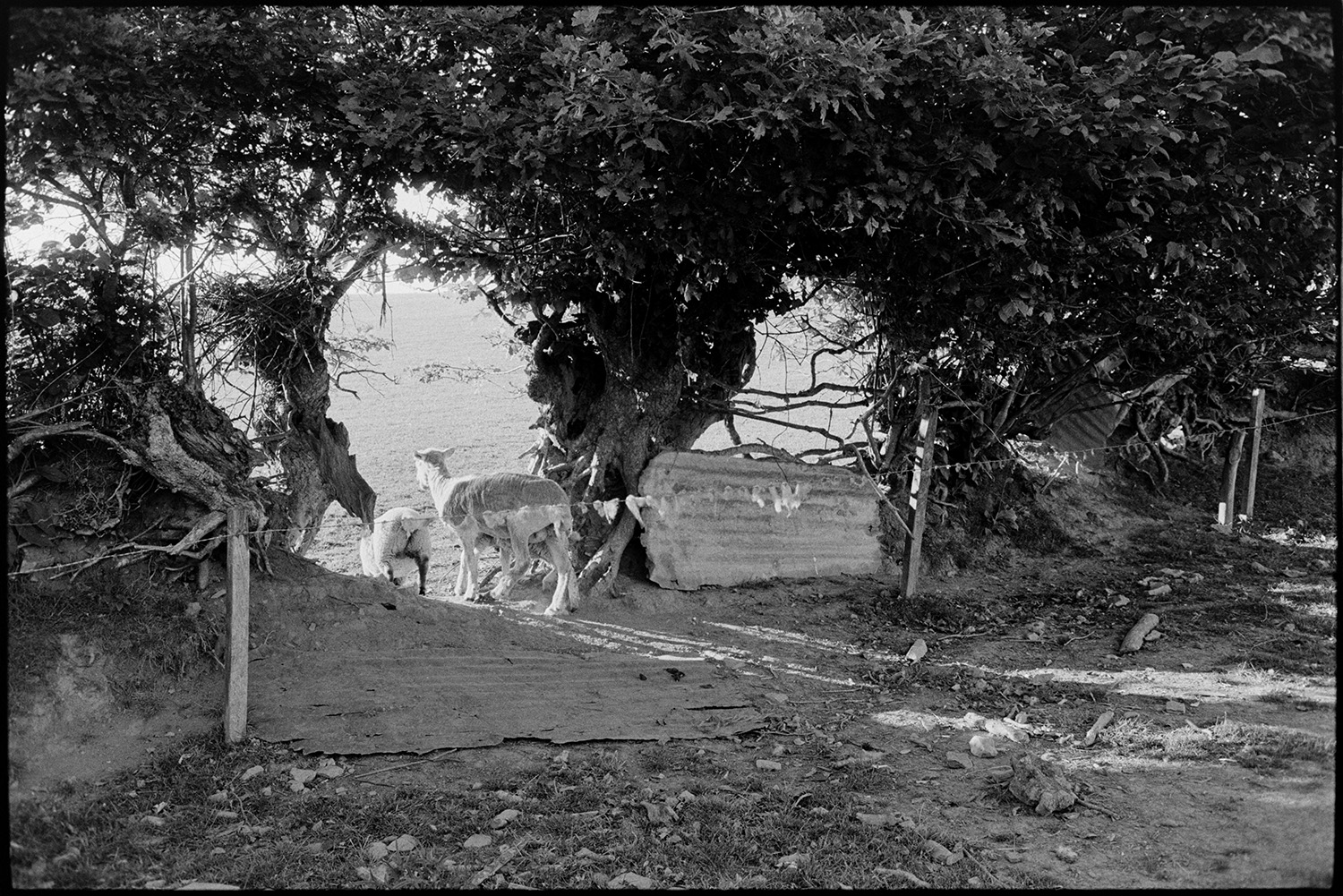 Sheep and cows going through break in old hedge.
[Two sheep going through a gap in an old hedge at Ashwell, Dolton which is partly blocked with sheets of corrugated iron.]