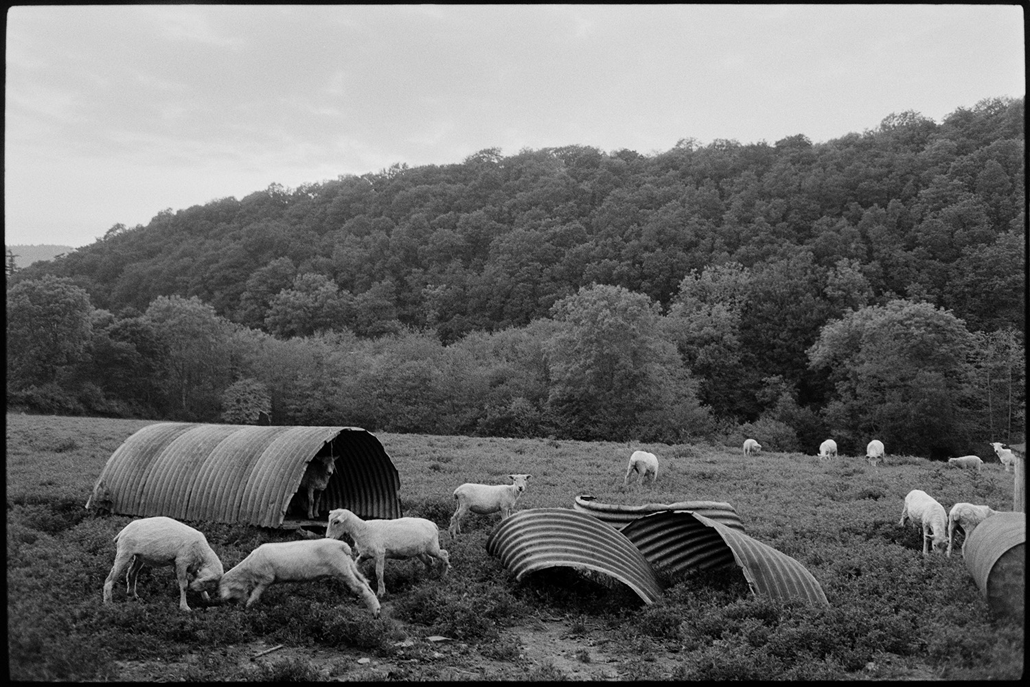 Sheep in field.
[Recently shorn sheep grazing in a field at Millhams, Dolton, with some standing in a partly collapsed corrugated iron shelter, and a view of woodland in the background.]