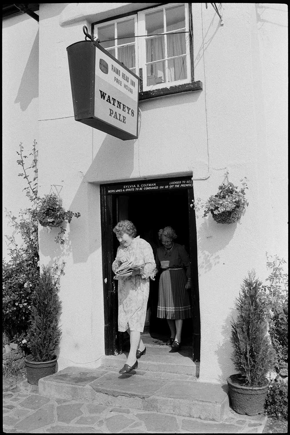Sunday newspaper seller at door of pub, people buying papers.
[Two women leaving the entrance of the Rams Head Inn, Dolton after buying Sunday newspapers. The licensing sign is visible above the entrance reading 'Sylvia B. Coltman'. There are hanging baskets and conifers in tubs either side of the entrance.]