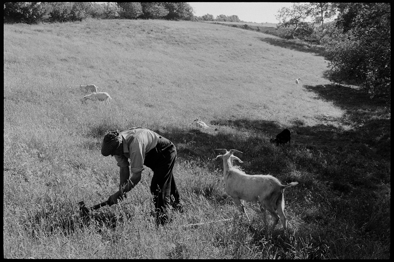 Farmer tethering goats.
[George Ayre tethering a goat in a field at Millhams, Dolton, with other goats grazing in the field.]