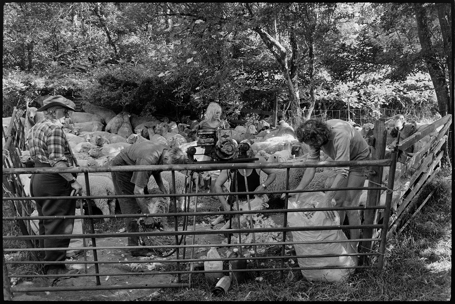 Farmers shearing sheep.
[Archie Parkhouse supervising the shearing of a flock of sheep by two men inside a metal and wooden pen next to woodland at Addisford, Dolton. They are using a shearing machine and another man is bagging up the fleeces. Jo Curzon is watching in the background.]