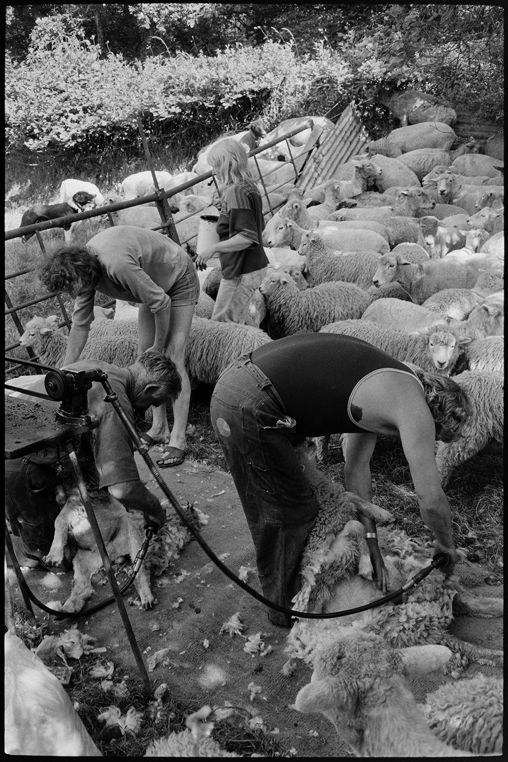 Farmers shearing sheep.
[Three men shearing a herd of sheep in a pen in a field at Addisford, Dolton. Jo Curzon is stood in the background.]