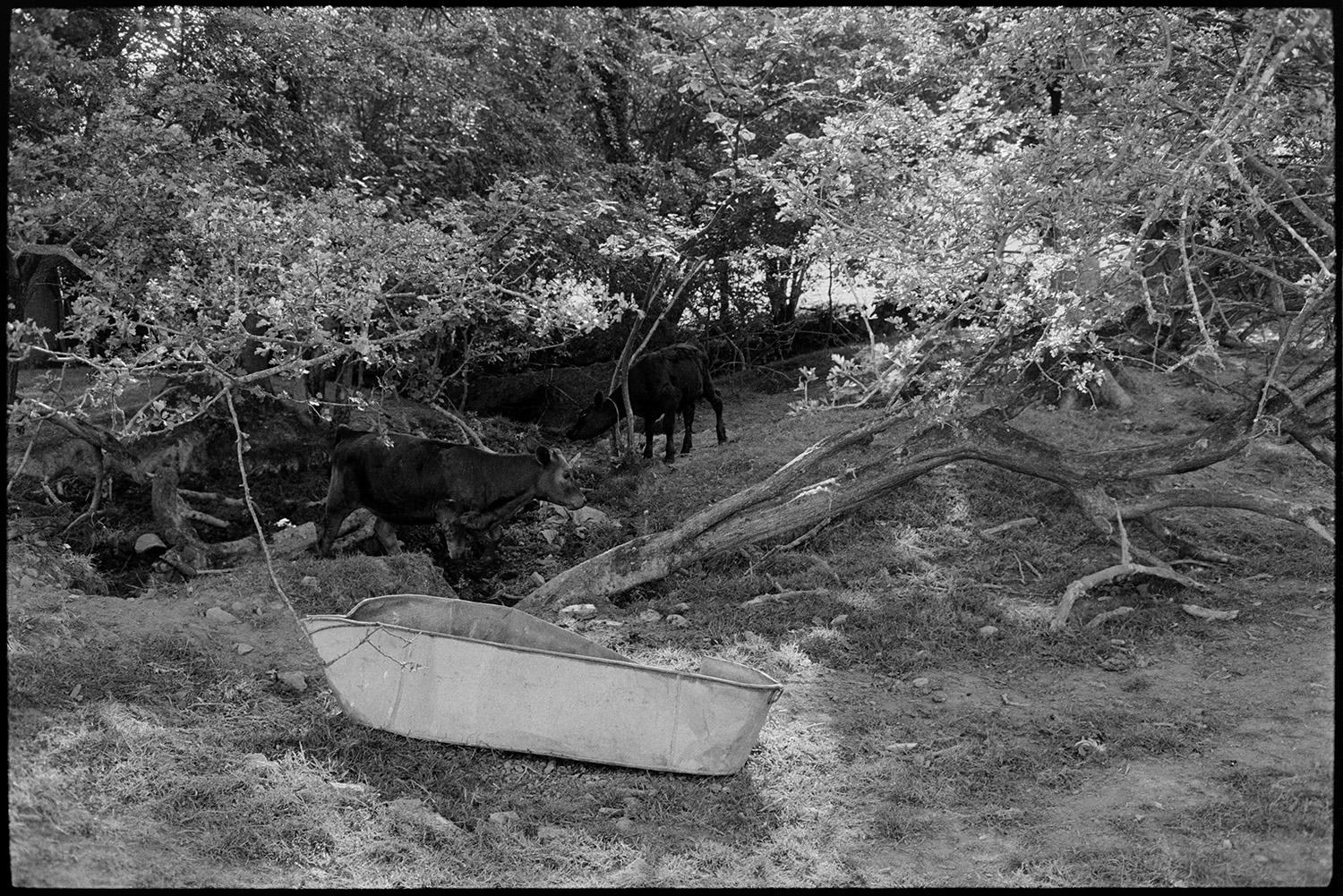 Old tin bath amongst trees.
[Two cows under trees on the edge of a stream running through a field at Ashwell, Dolton. An old tin bath is visible in the field in the foreground.]