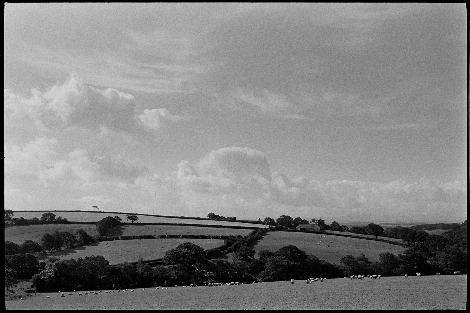 Cloudy landscape, shepherd farmer on motorbike checking sheep. Fine oak tree in field. 
[View of fields at Berry, Iddesleigh, showing field boundaries, hedges, trees, farm buildings, a church tower, sheep in a field in the foreground and cloud formations in the sky.]