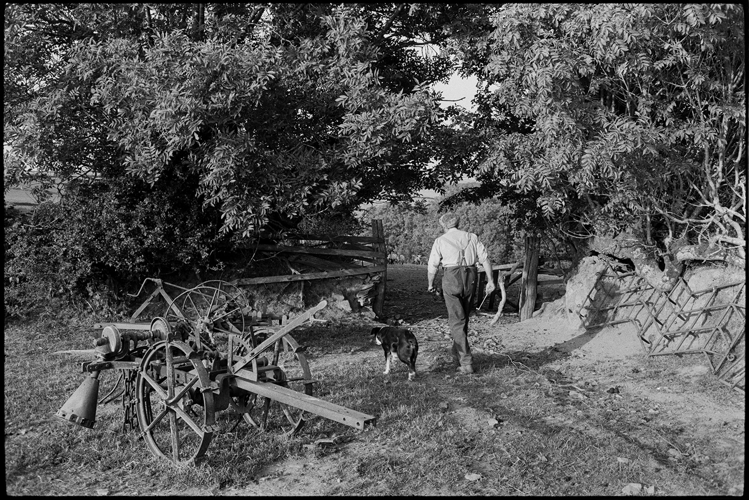 Farmer going to feed sheep walking past old machine mending bath as water trough.
[George Ayre walking through a field entrance with his dog at Ashwell, Dolton. They are passing a piece of old farm machinery and a harrow lying against the field hedge.]