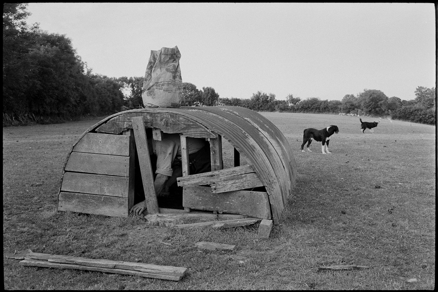 Farmer going to feed sheep walking past old machine mending bath as water trough.
[George Ayre repairing the wooden entrance to a corrugated iron shelter in a field at Ashwell, Dolton. Two dogs are in the background.]