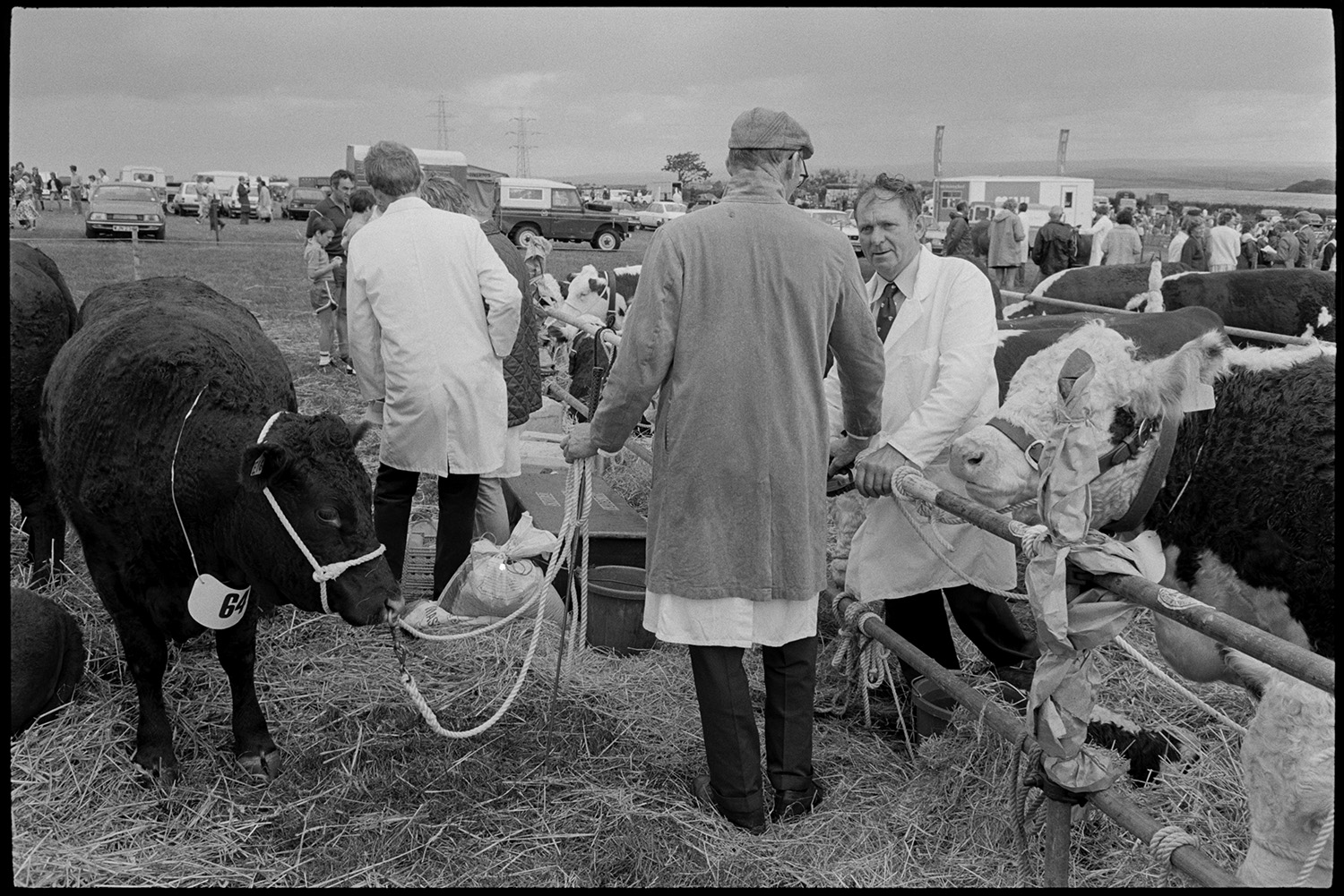 North Devon Show, Prize cattle, sheep, exhibitions etc
[Men with prize beef cattle at the North Devon Show, near Alverdiscott.  Visitors and vehicles are visible in the background.]