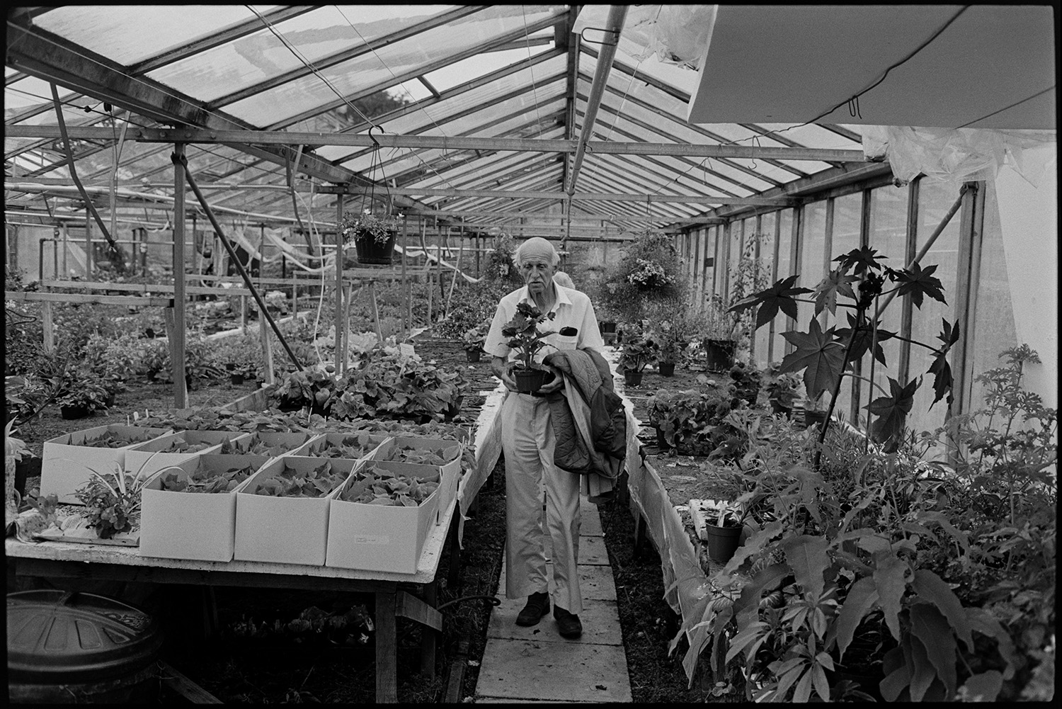 Man working in garden centre, potting plants in greenhouse.
[Man carrying a potted plant, inside a greenhouse at Eggesford Garden Centre. Benches with plants, boxes and an irrigation system are visible in the greenhouse.]