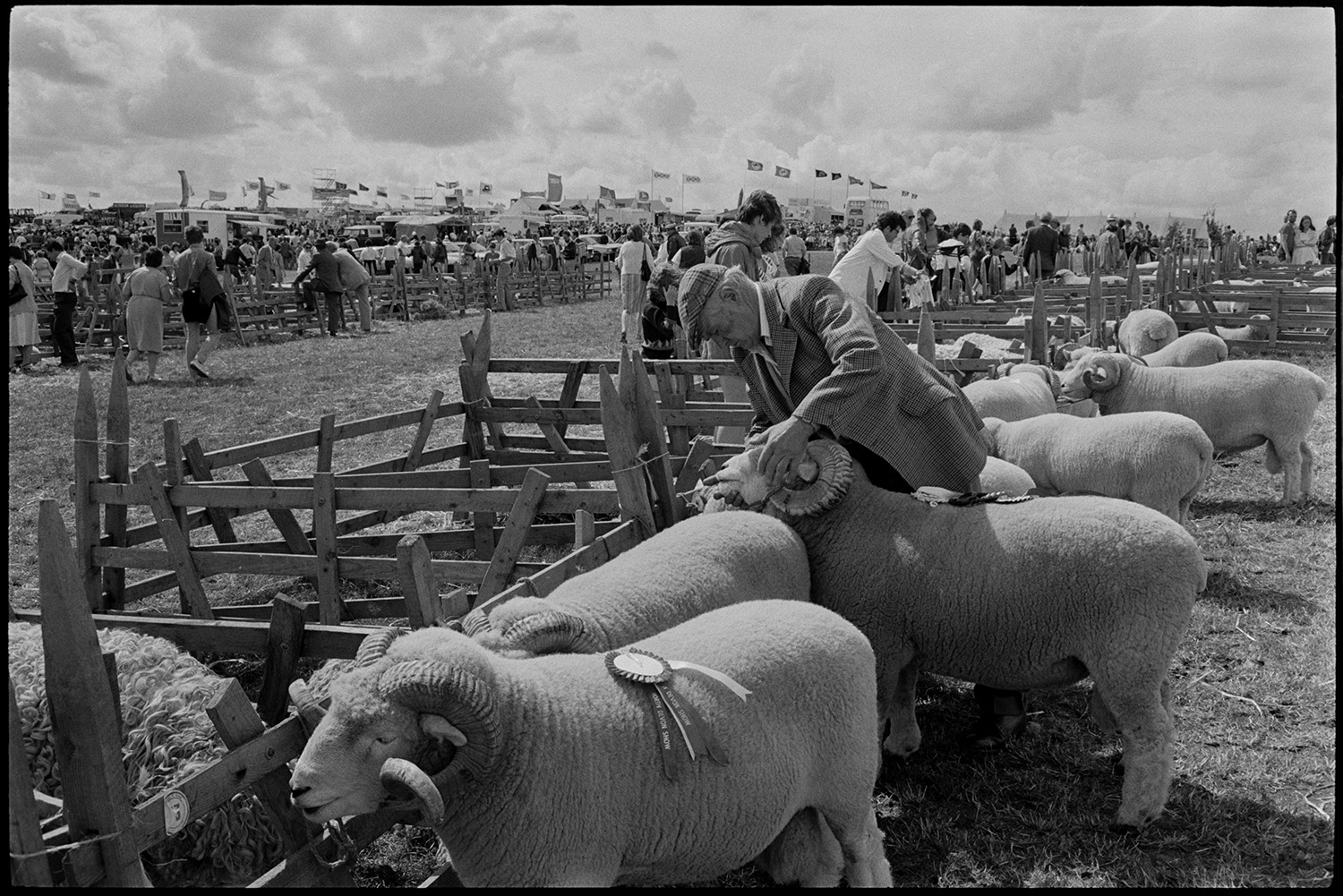 North Devon Show, Prize cattle, sheep, people having teas, woman, mother and baby.
[Judge inspecting rams at the North Devon Show, near Alverdiscott, alongside sheep pens. Visitors, other pens, flags and marquees are visible in the background.]