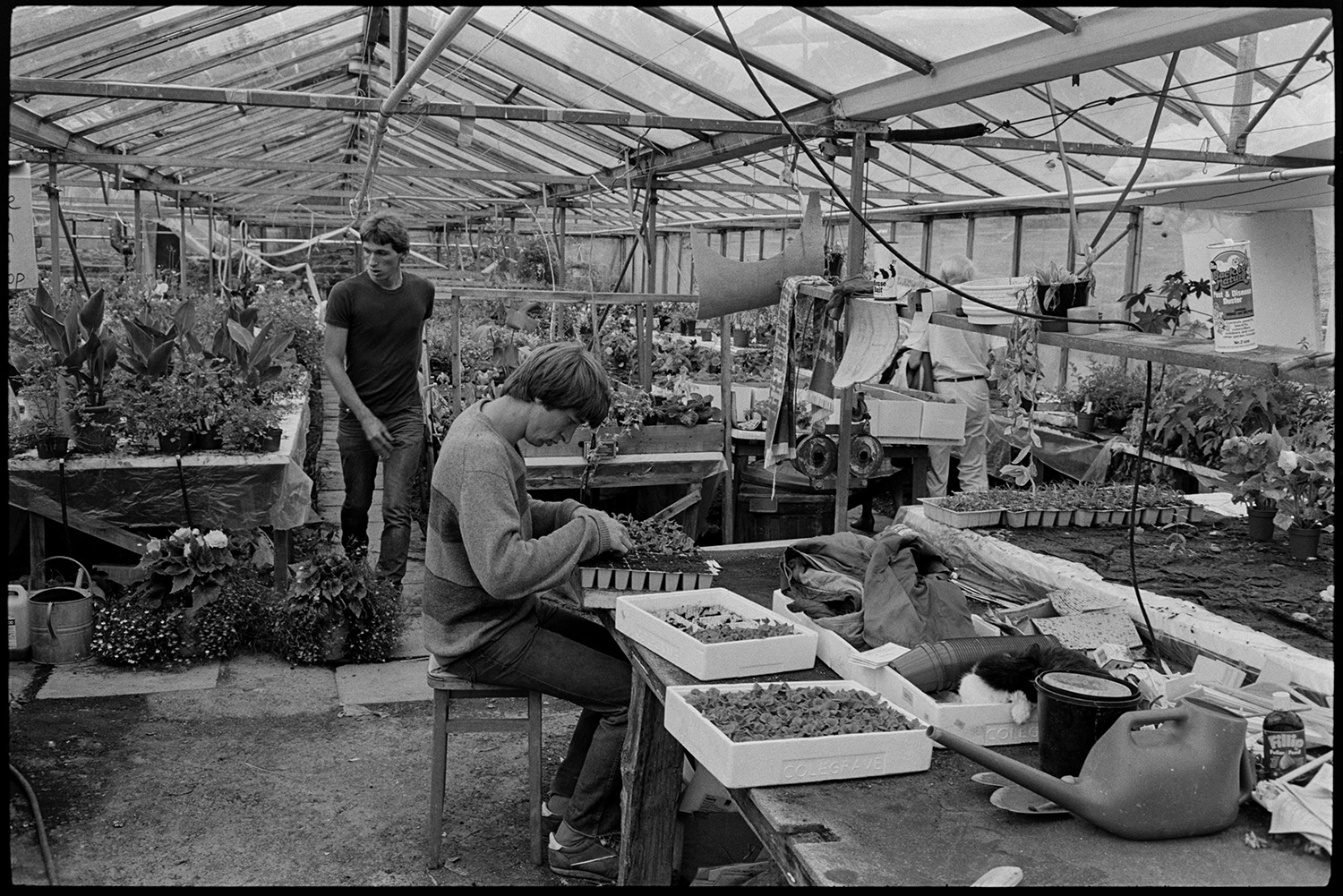 Man working in garden centre, potting plants in greenhouse.
[Men working in a greenhouse, potting plants, at the Eggesford Garden Centre. Benches with plants, plant boxes and irrigation system are visible in the greenhouse.]