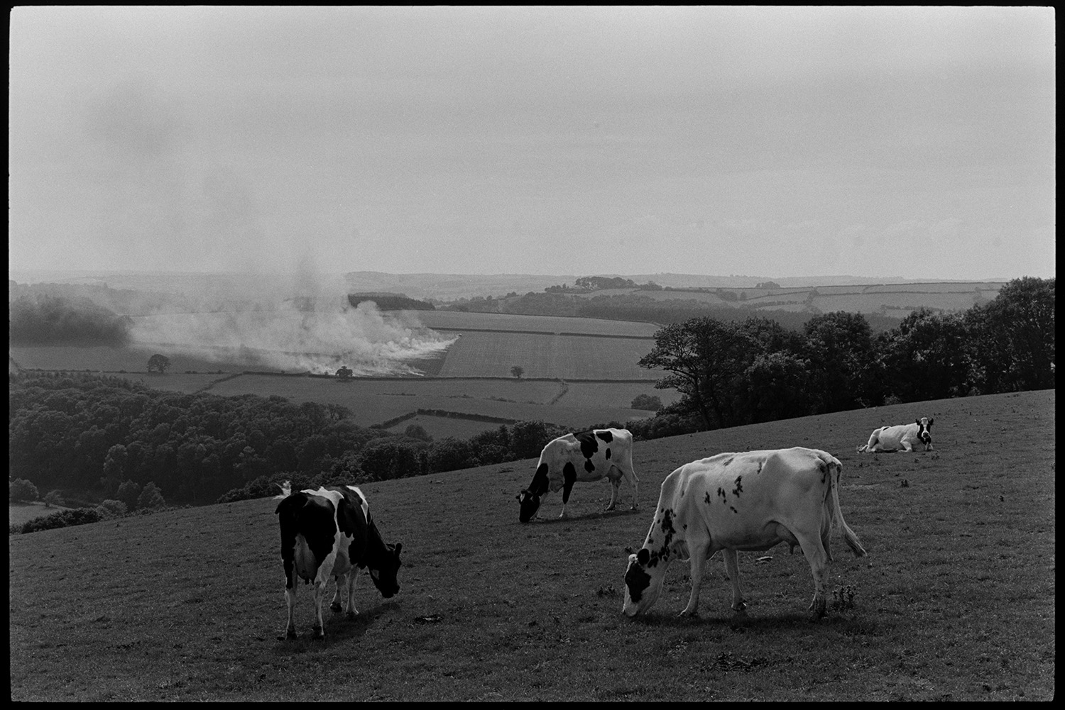 Cows in landscape with stubble burning fire in distance.
[Four cows grazing in a field above a wooded valley at South Harepath, Dolton. Smoke from burning stubble in a field is visible in the background.]