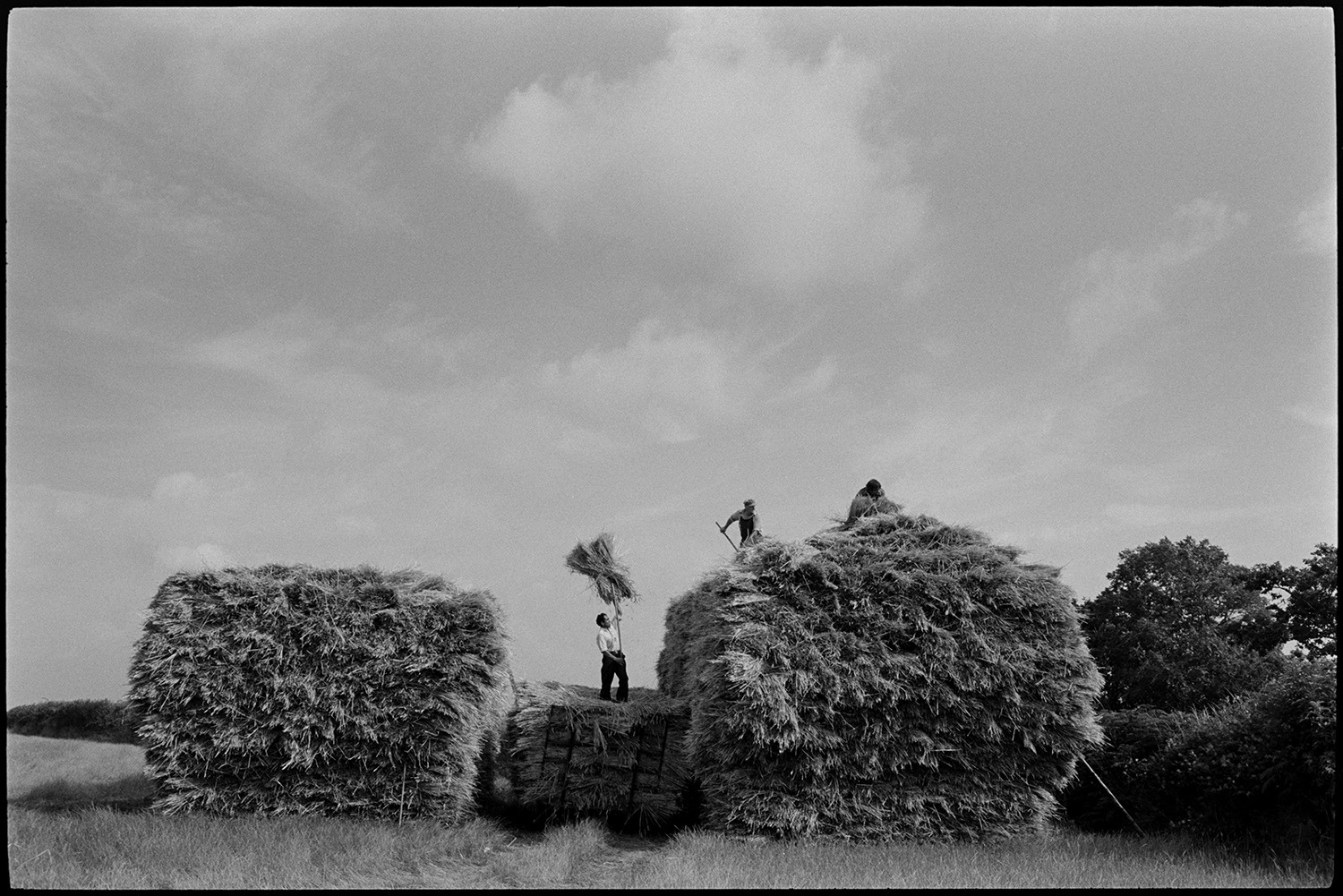 Farmers building wheat rick of thatching reed.
[Farmers building a square wheat rick of thatching reed in a field at Riddlecombe. A man is lofting the reed off a trailer using a pitchfork and passing it to two other men building the rick.]
