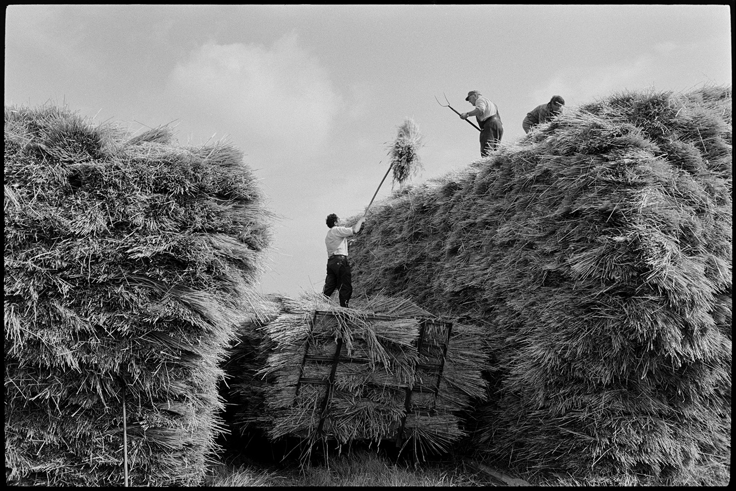 Farmers building wheat rick of thatching reed.
[Farmers building a square wheat rick of thatching reed in a field at Riddlecombe. A man is lifting the reed off a trailer using a pitchfork and passing it to two other men building the rick.]