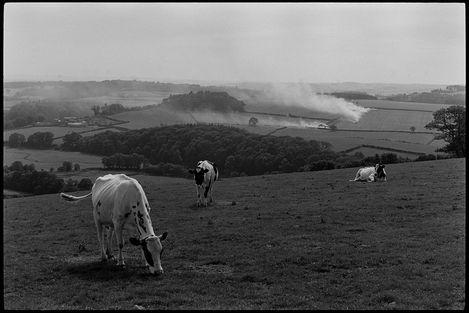 Cows in landscape with stubble burning fire in distance.
[Three cows grazing in a field above a wooded valley at South Harepath, Dolton. Smoke from burning stubble in a field is visible in the background.]