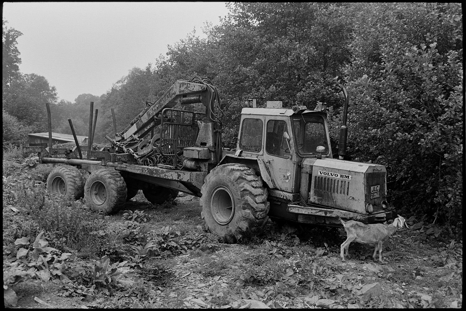 Tree felling machine parked beside road, with goat. Tractor.
[Tree felling machine and Volvo tractor parked in a wooded area at Millhams, Dolton. A goat is stood in front of the tractor.]